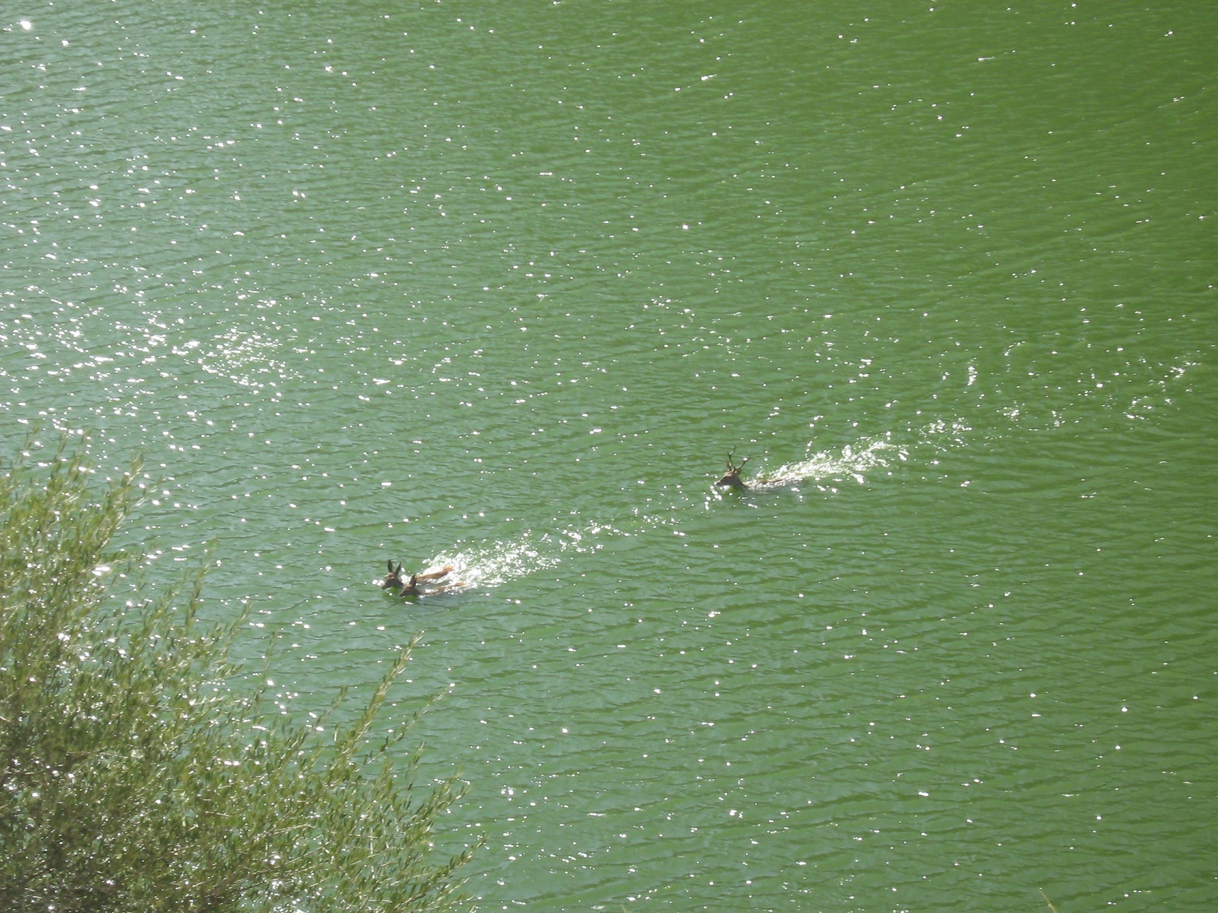 Detalle del ciervo nadando en el río y persiguiendo a dos ciervas