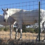 Caballos cuadriculados