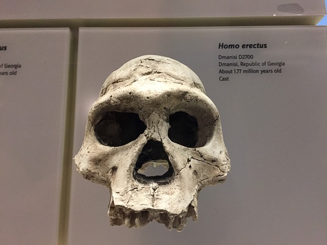 Hoy también podría ser el cumpledías de algún homo erectus